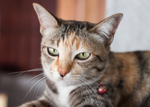 睨む猫